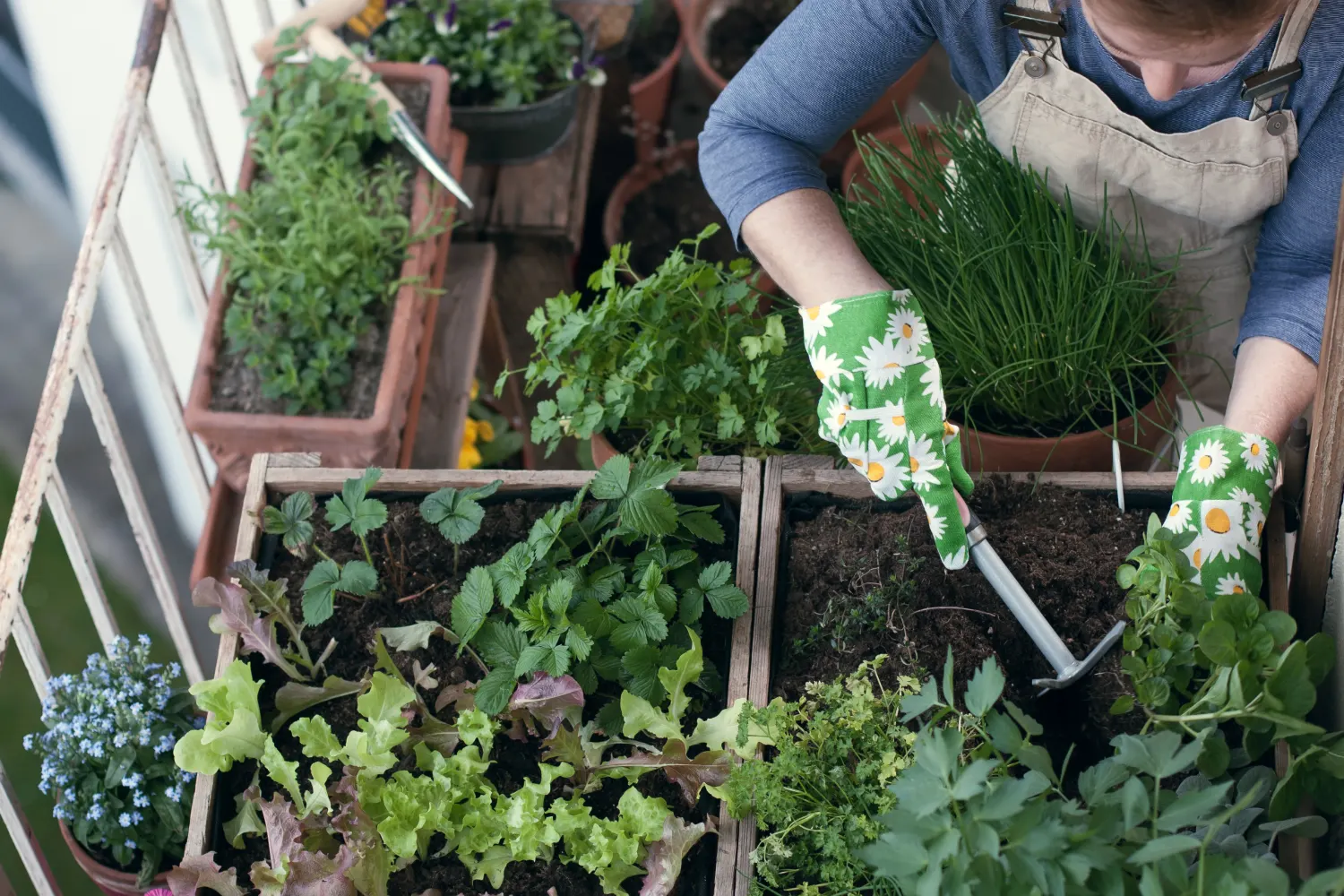 Healthy soil with plants?>